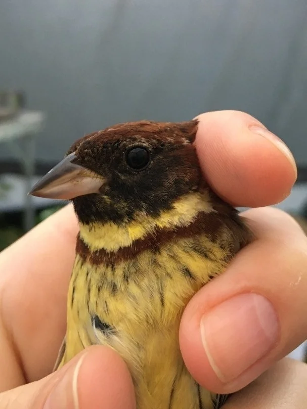黄胸鹀(Emberiza aureola)