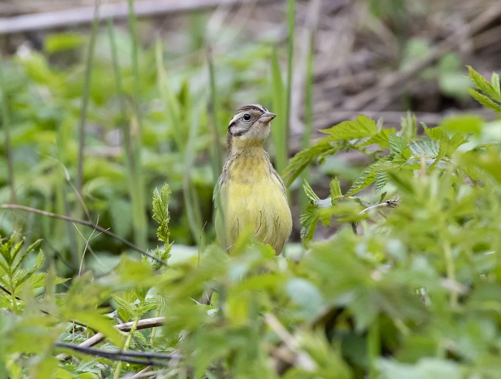 黄胸鹀(Emberiza aureola)