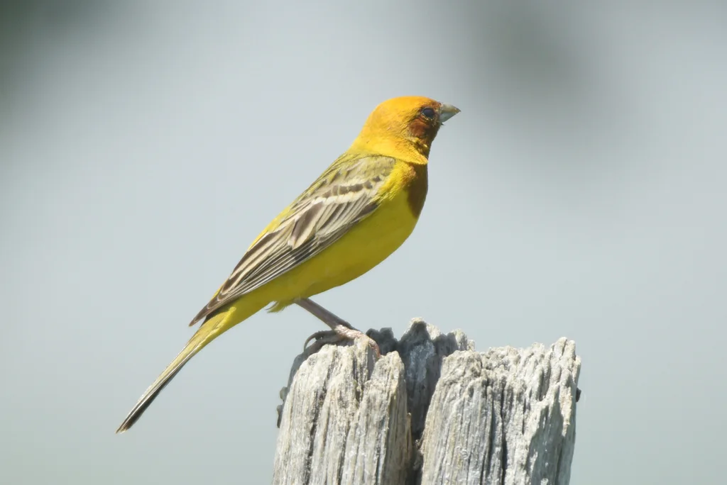 褐头鹀（Emberiza bruniceps）