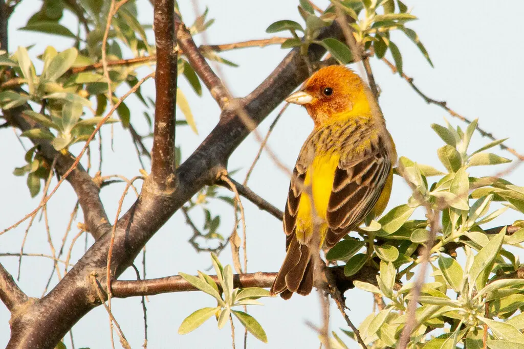 褐头鹀（Emberiza bruniceps）