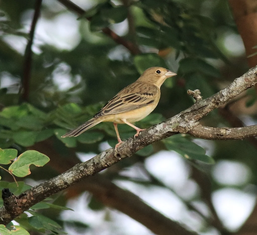 褐头鹀（Emberiza bruniceps）