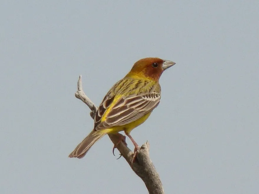 褐头鹀（Emberiza bruniceps）