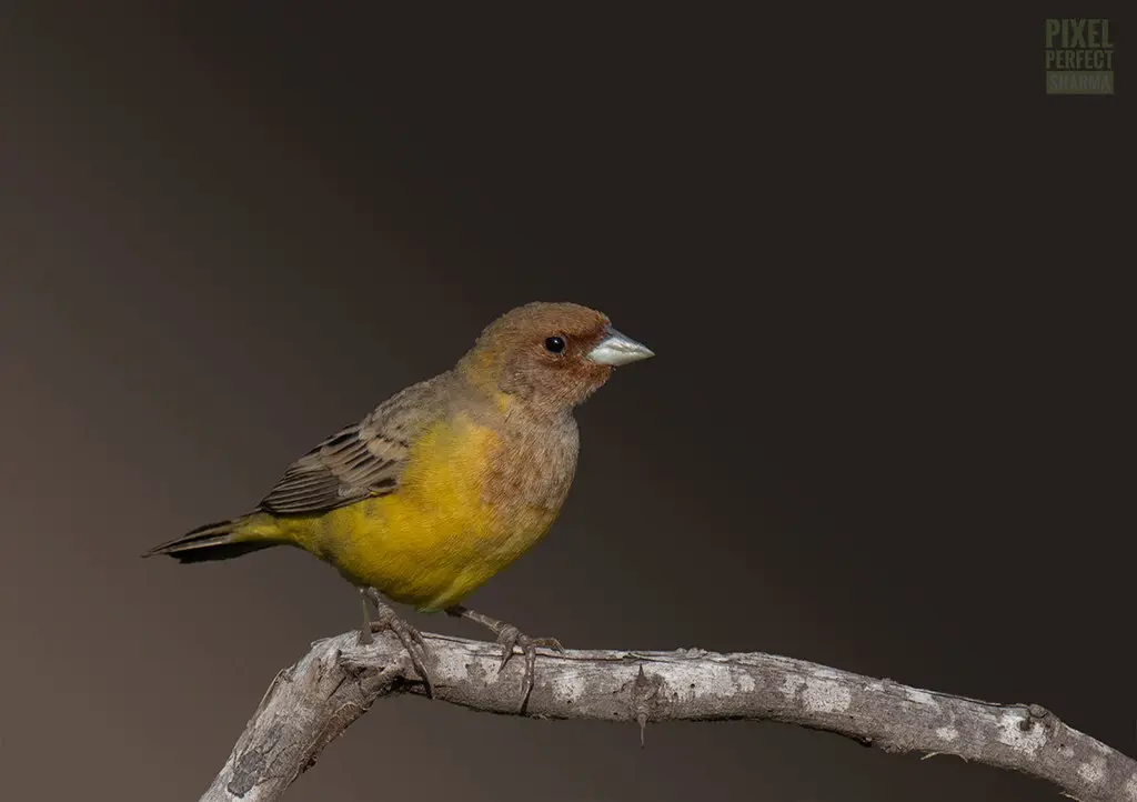 褐头鹀（Emberiza bruniceps）