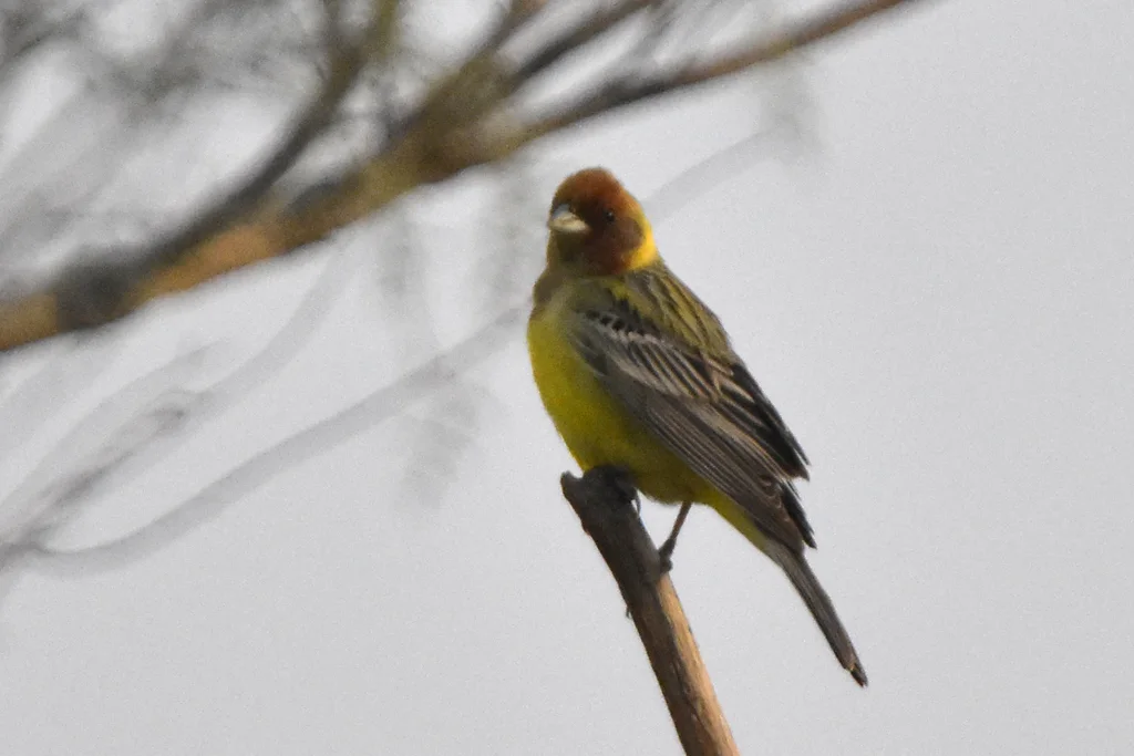 褐头鹀（Emberiza bruniceps）
