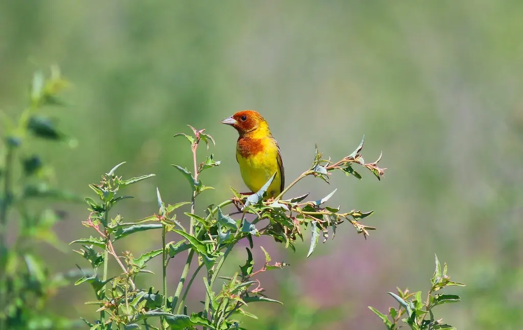 褐头鹀(Emberiza bruniceps)