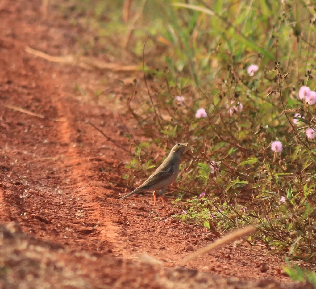 灰颈鹀(Emberiza buchanani)