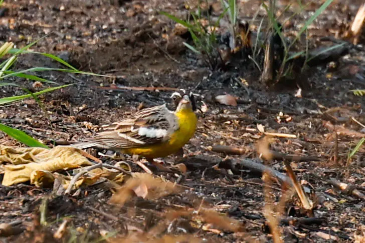白眉黄腹鹀(Emberiza cabanisi)