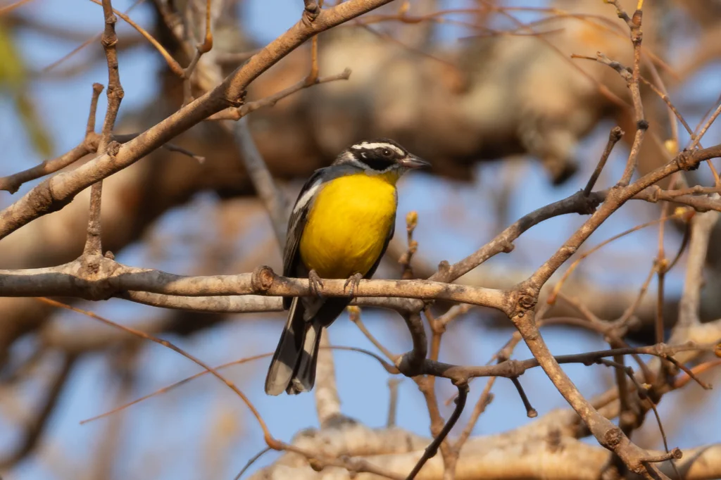 白眉黄腹鹀(Emberiza cabanisi)