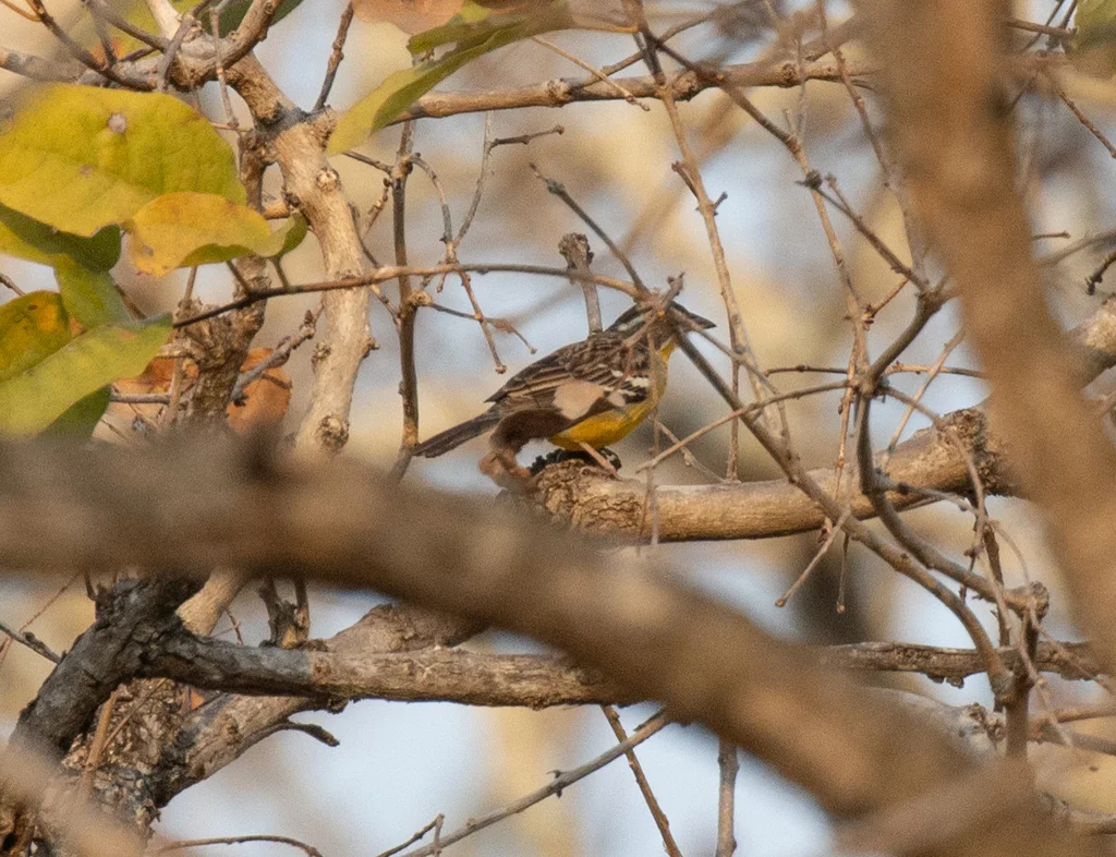 白眉黄腹鹀(Emberiza cabanisi)