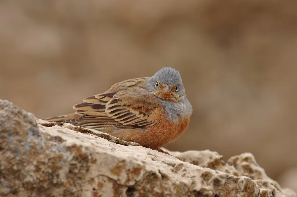 蓝头圃鹀(Emberiza caesia)