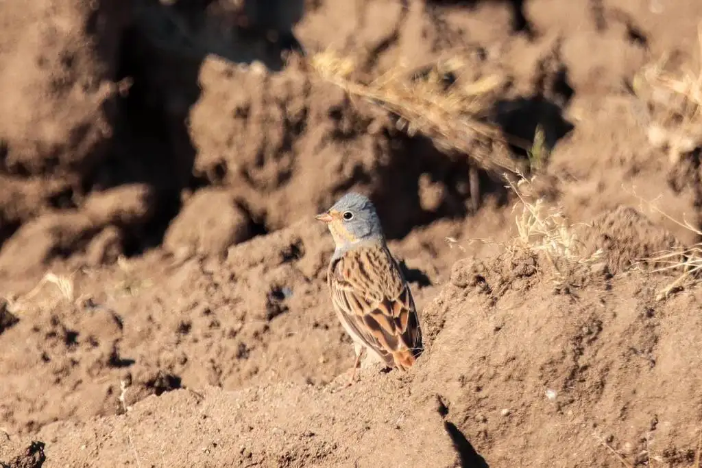 蓝头圃鹀(Emberiza caesia)