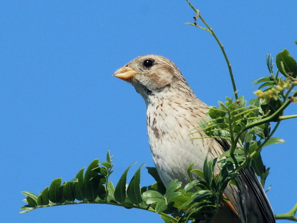 黍鹀(Emberiza calandra)