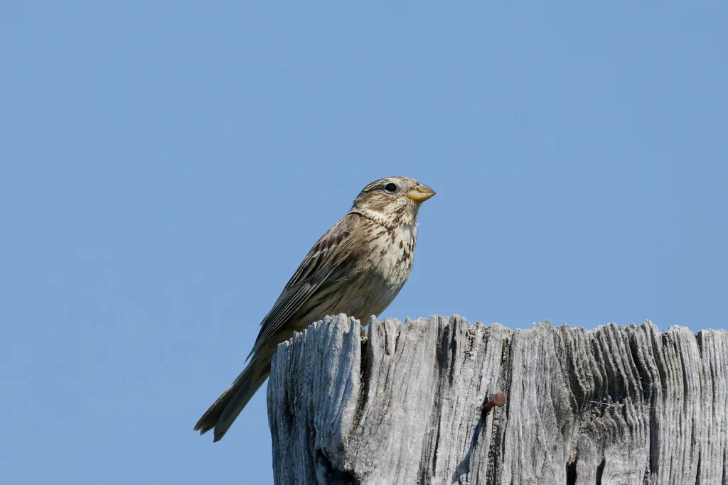 黍鹀(Emberiza calandra)
