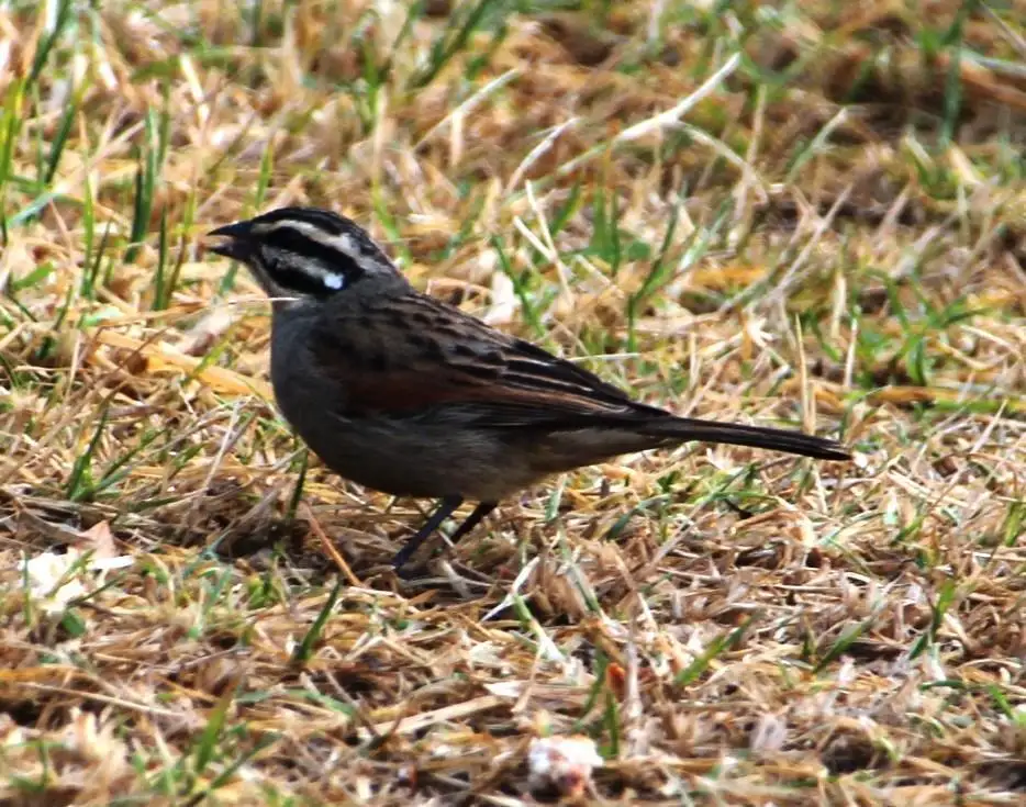 南非岩鹀(Emberiza capensis)