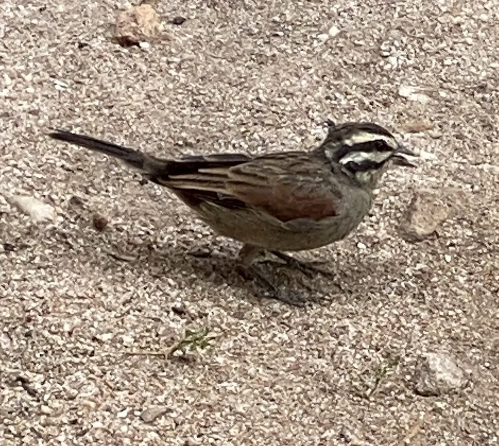 南非岩鹀(Emberiza capensis)