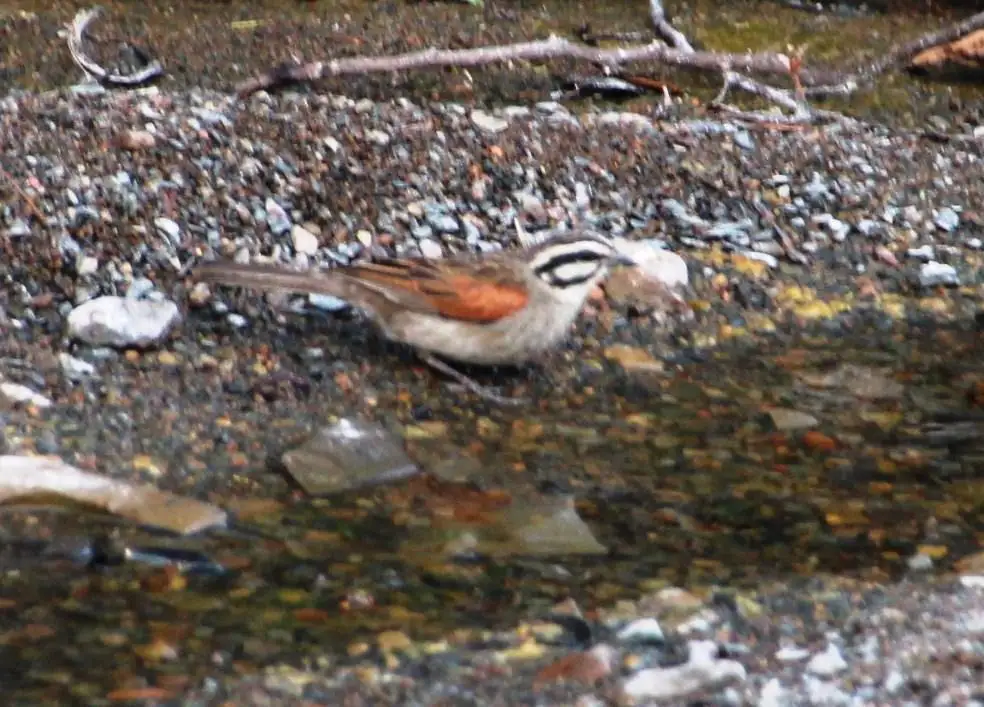 南非岩鹀(Emberiza capensis)
