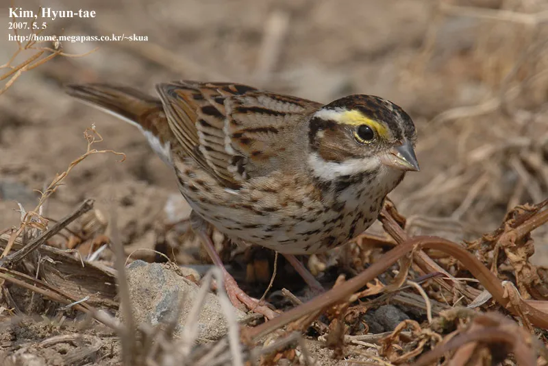 黄眉鹀(Emberiza chrysophrys)