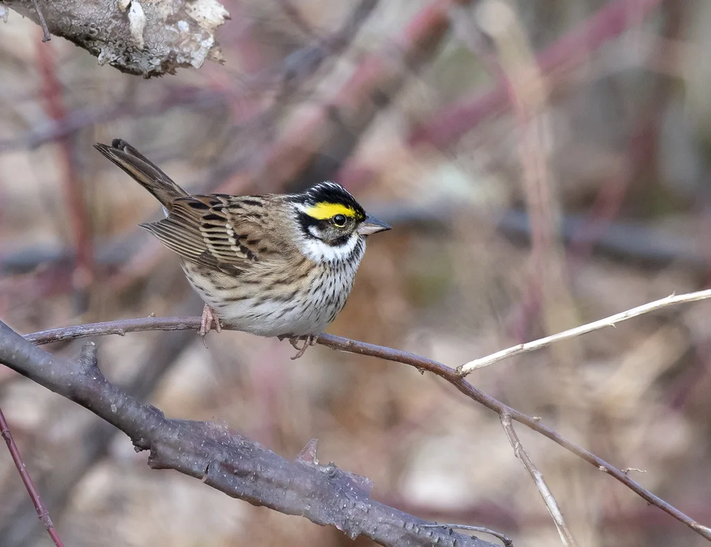 黄眉鹀(Emberiza chrysophrys)