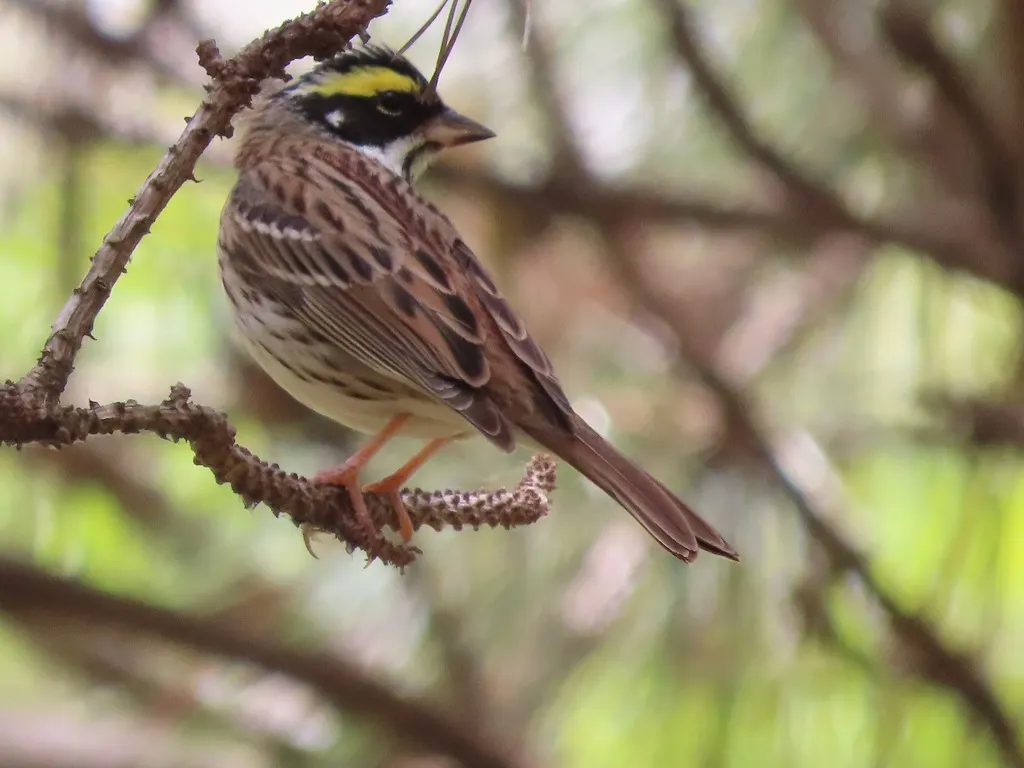 黄眉鹀(Emberiza chrysophrys)