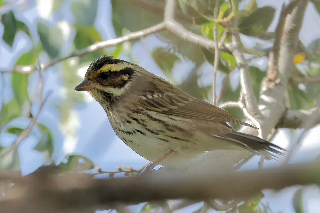 黄眉鹀(Emberiza chrysophrys)