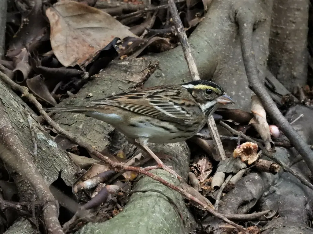 黄眉鹀(Emberiza chrysophrys)