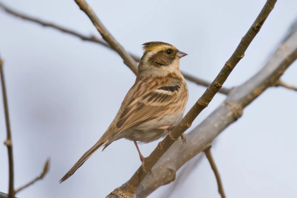 黄眉鹀(Emberiza chrysophrys)