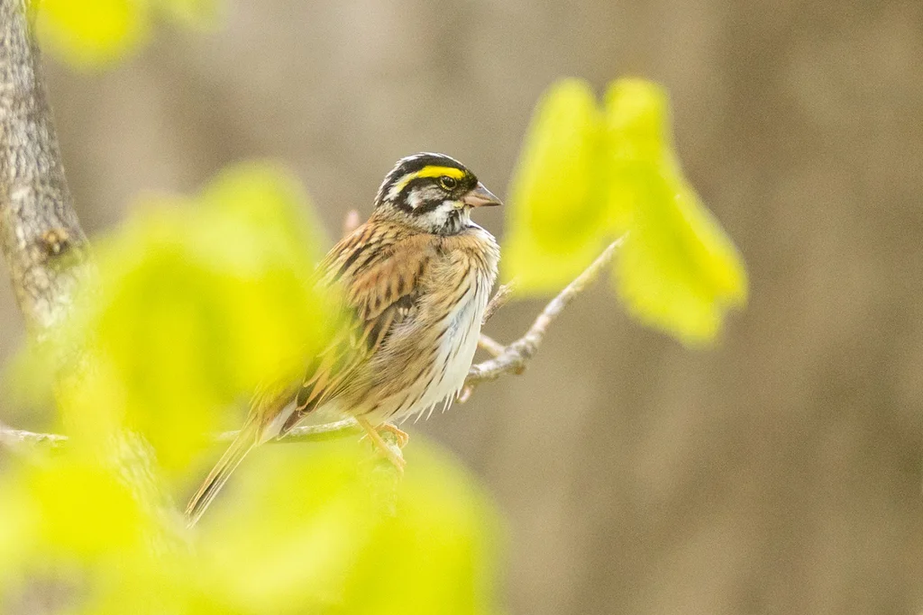 黄眉鹀(Emberiza chrysophrys)