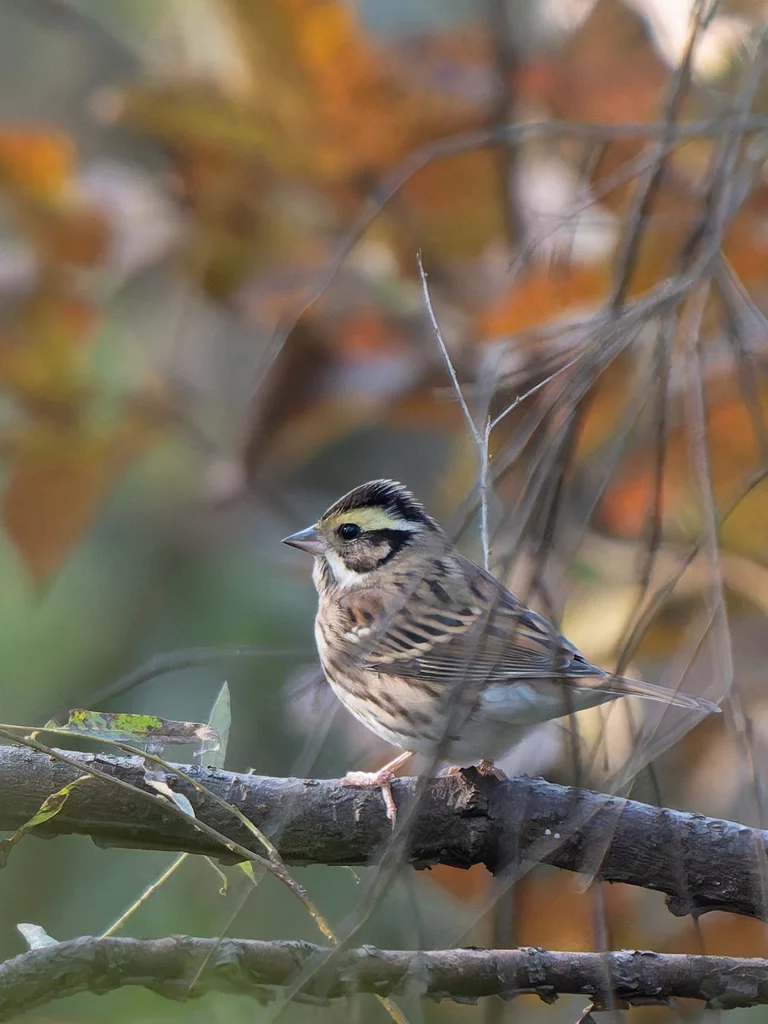 黄眉鹀(Emberiza chrysophrys)