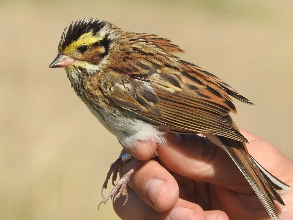 黄眉鹀(Emberiza chrysophrys)