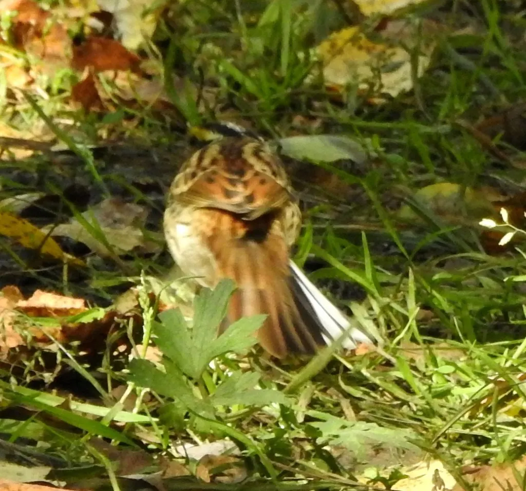 黄眉鹀(Emberiza chrysophrys)