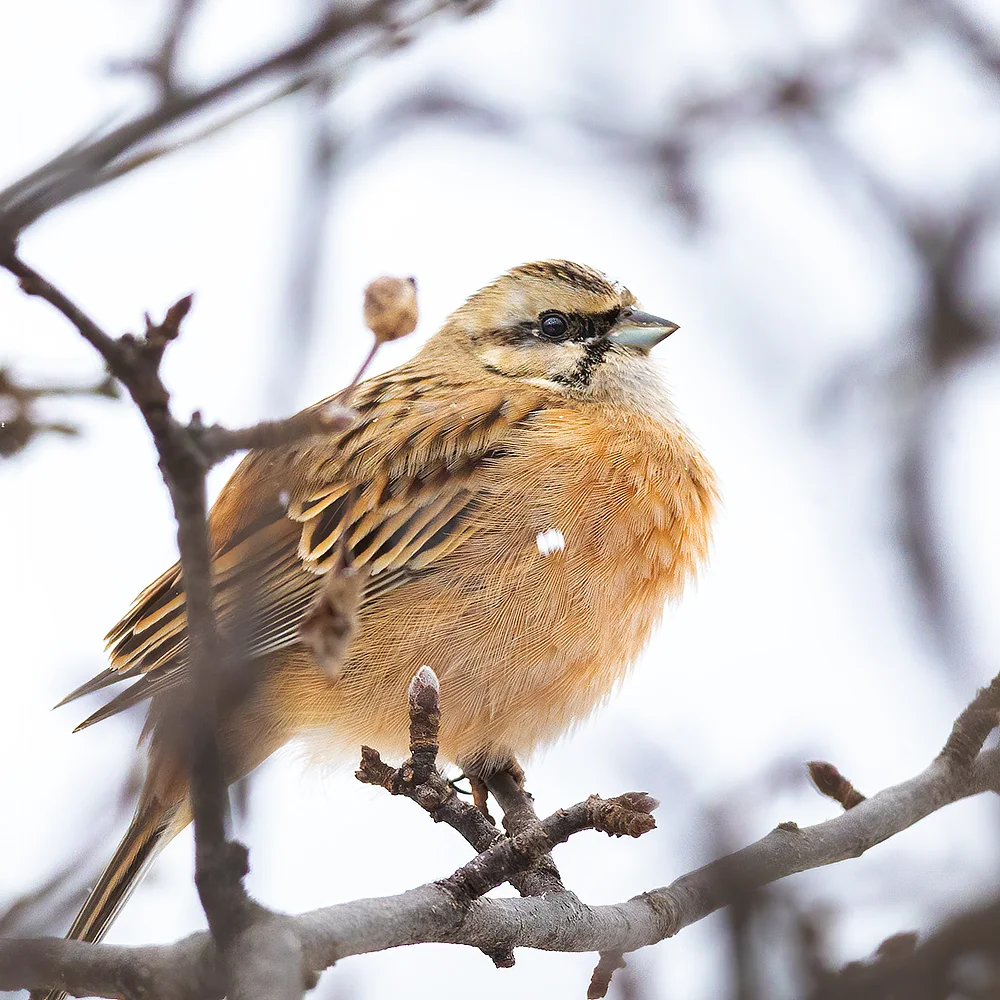 淡灰眉岩鹀(Emberiza cia)