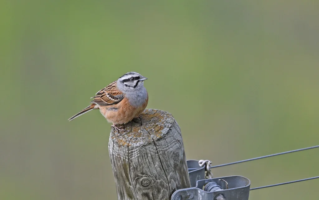 淡灰眉岩鹀(Emberiza cia)