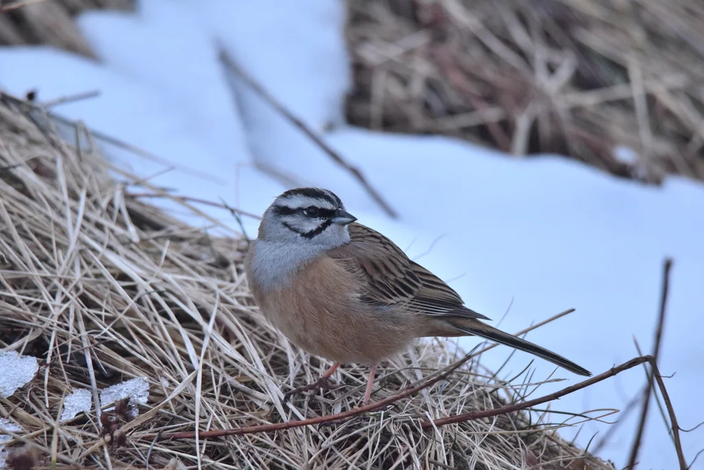 淡灰眉岩鹀(Emberiza cia)