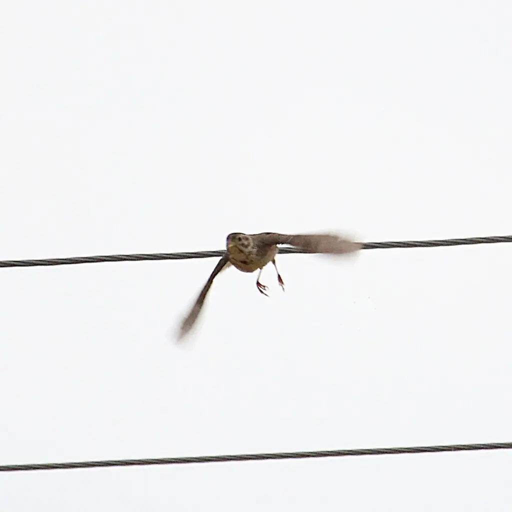 淡灰眉岩鹀(Emberiza cia)