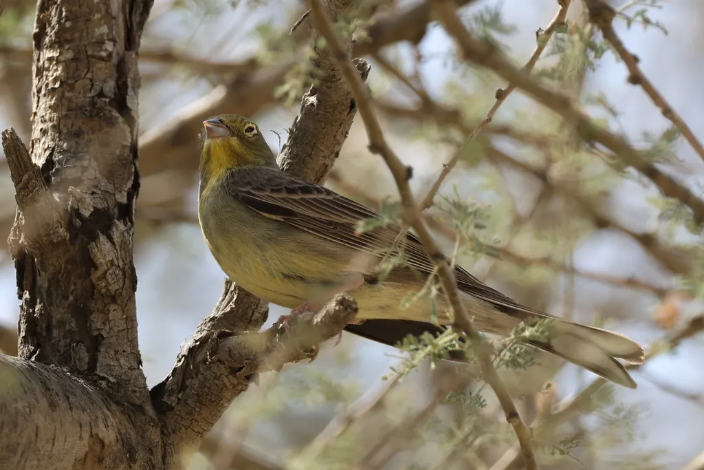 苍头鹀(Emberiza cineracea)