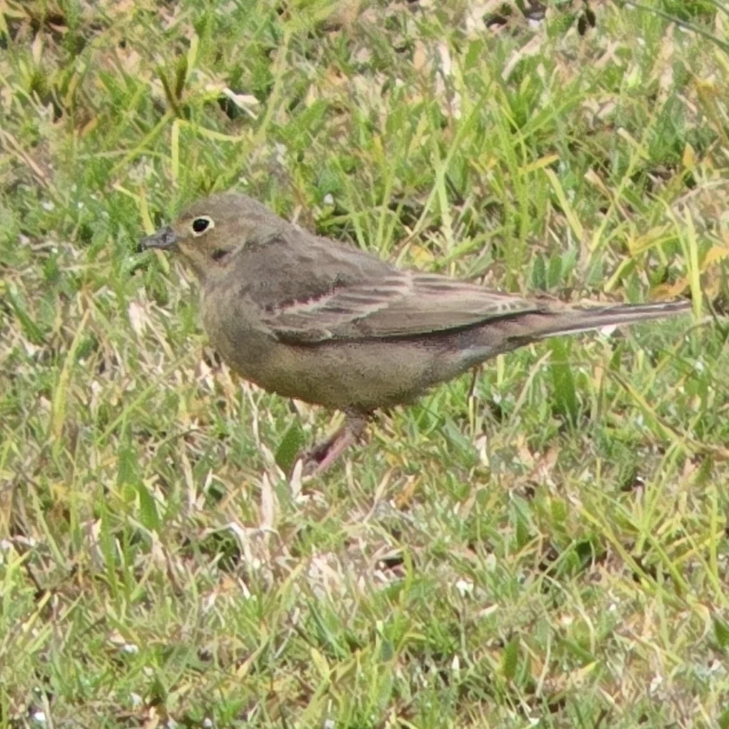 苍头鹀(Emberiza cineracea)