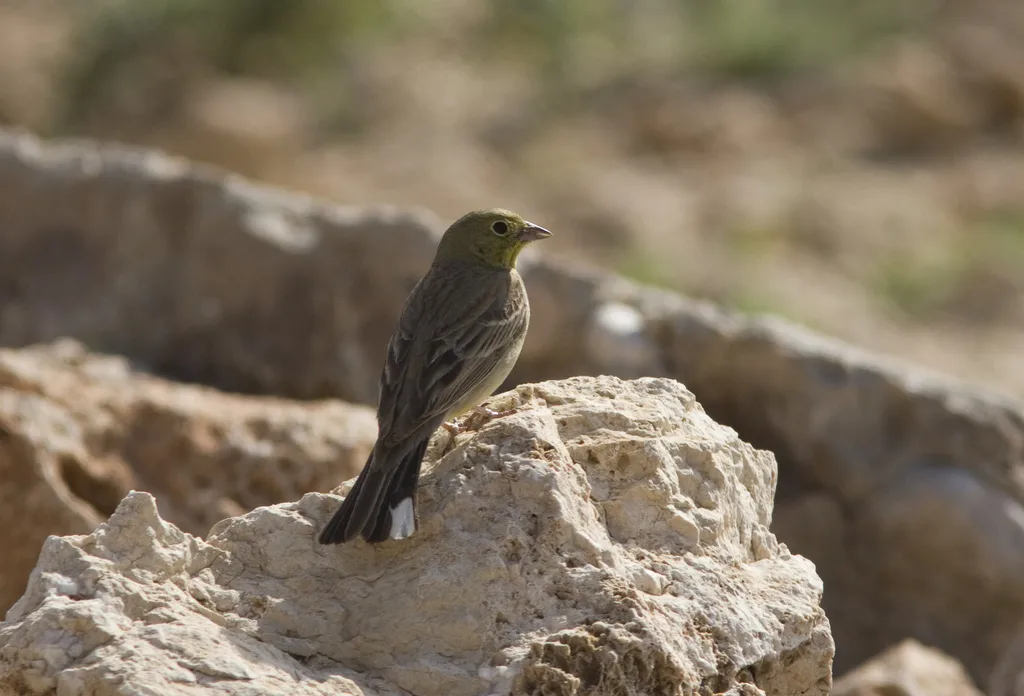 苍头鹀(Emberiza cineracea)