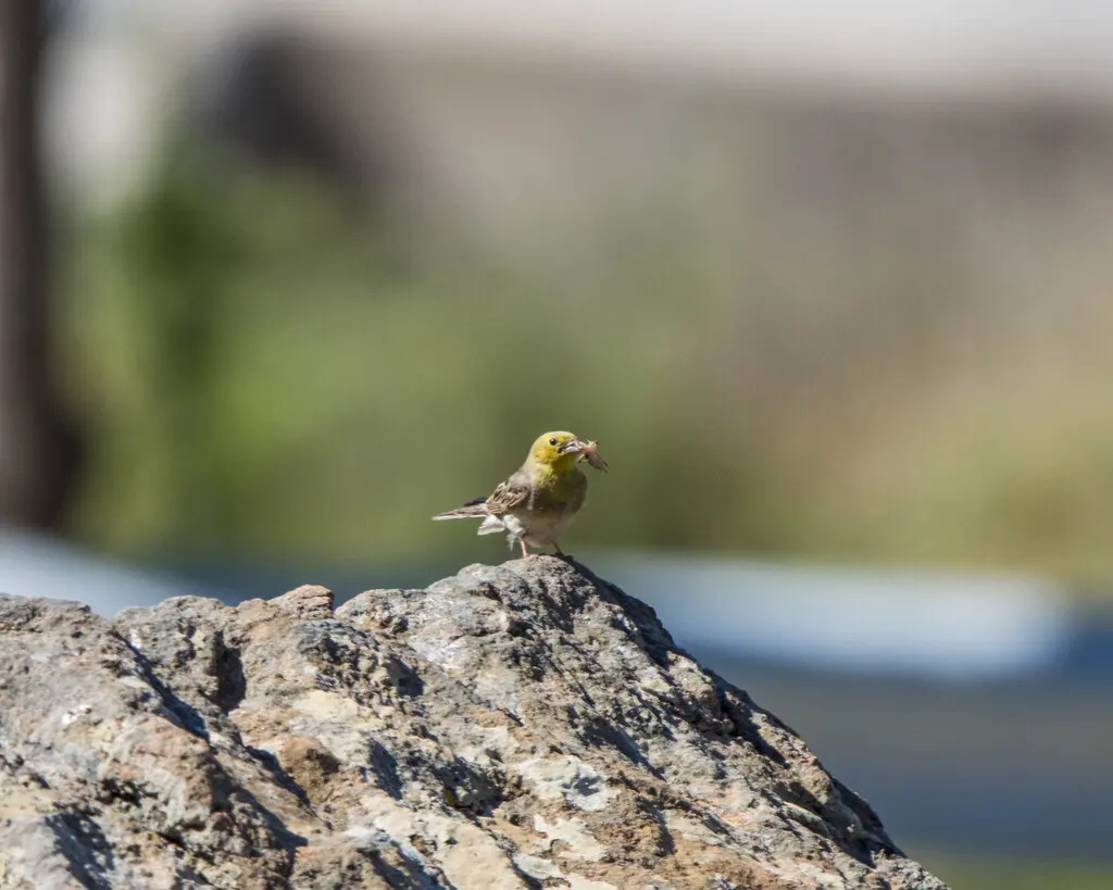 苍头鹀(Emberiza cineracea)