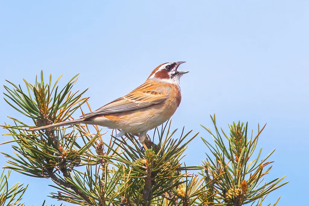 三道眉草鹀(Emberiza cioides)