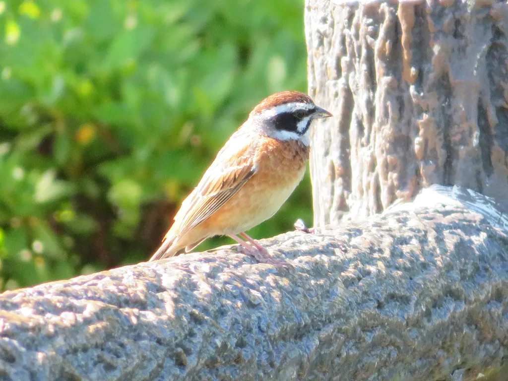 三道眉草鹀(Emberiza cioides)