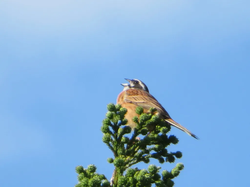 三道眉草鹀(Emberiza cioides)