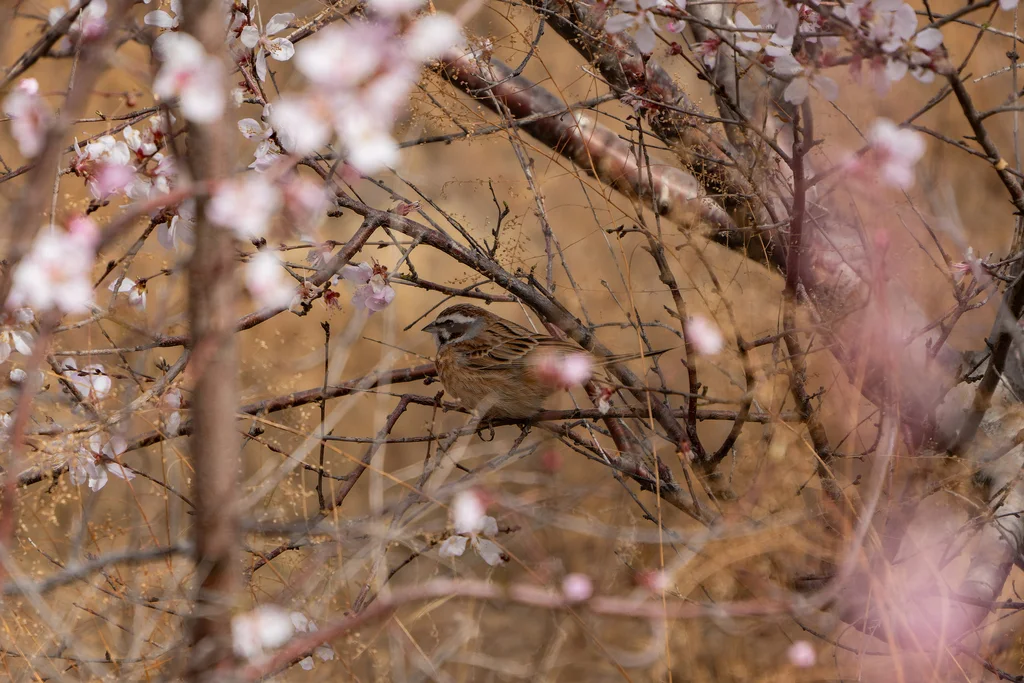 三道眉草鹀(Emberiza cioides)