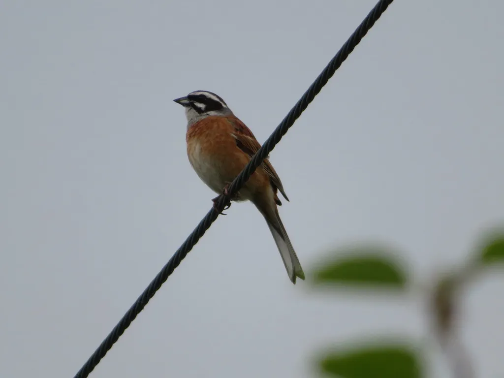 三道眉草鹀(Emberiza cioides)