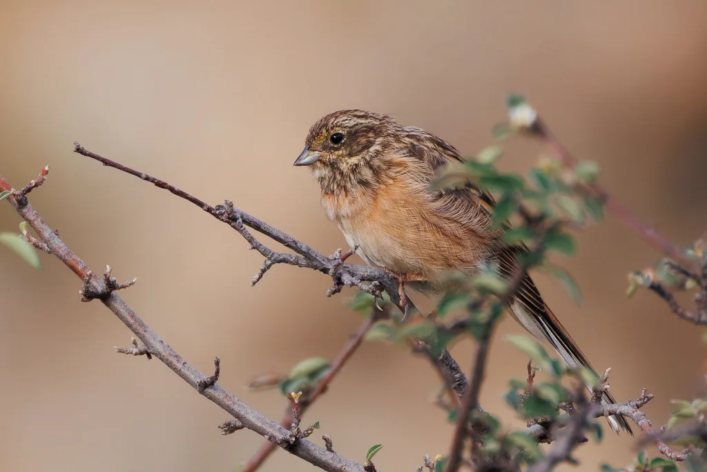 三道眉草鹀(Emberiza cioides)