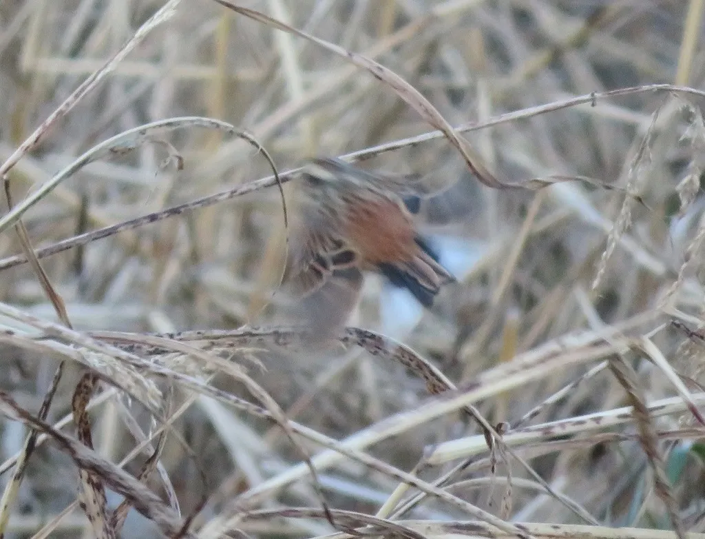 三道眉草鹀(Emberiza cioides)