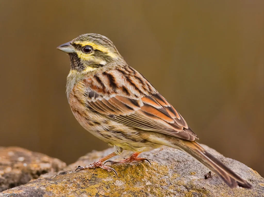 黄道眉鹀（Emberiza cirlus）