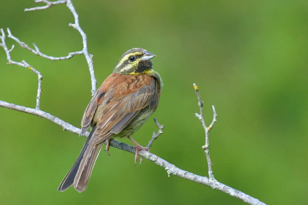 黄道眉鹀（Emberiza cirlus）