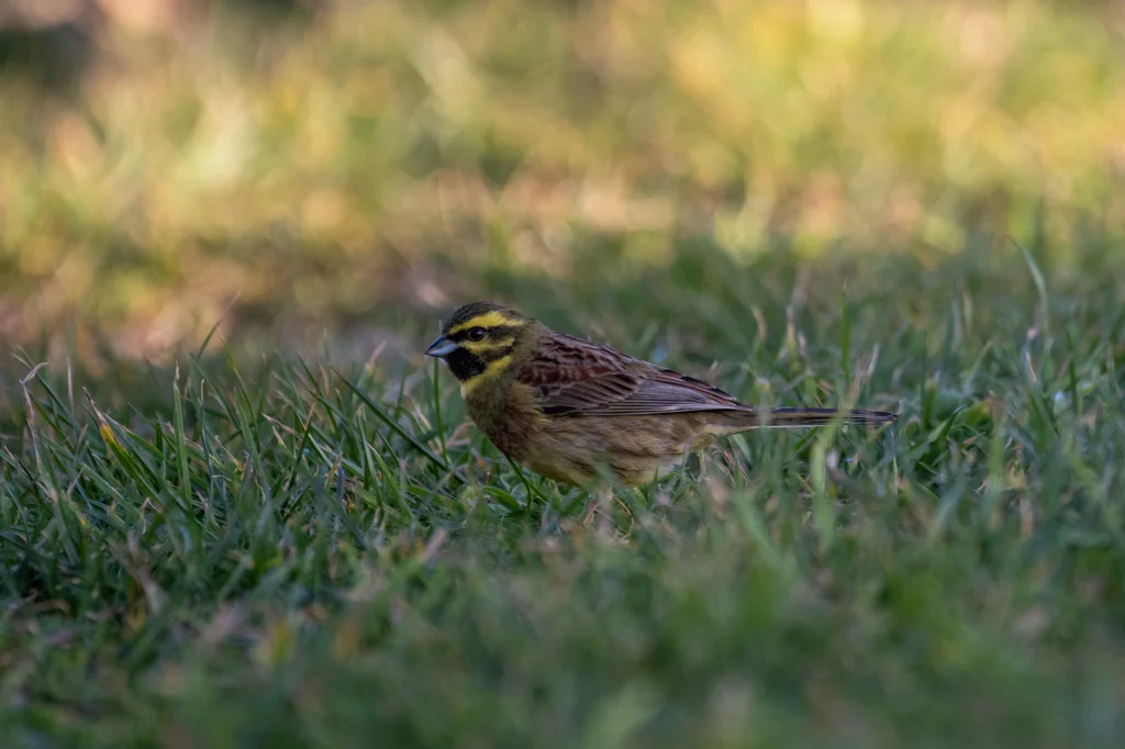 黄道眉鹀（Emberiza cirlus）
