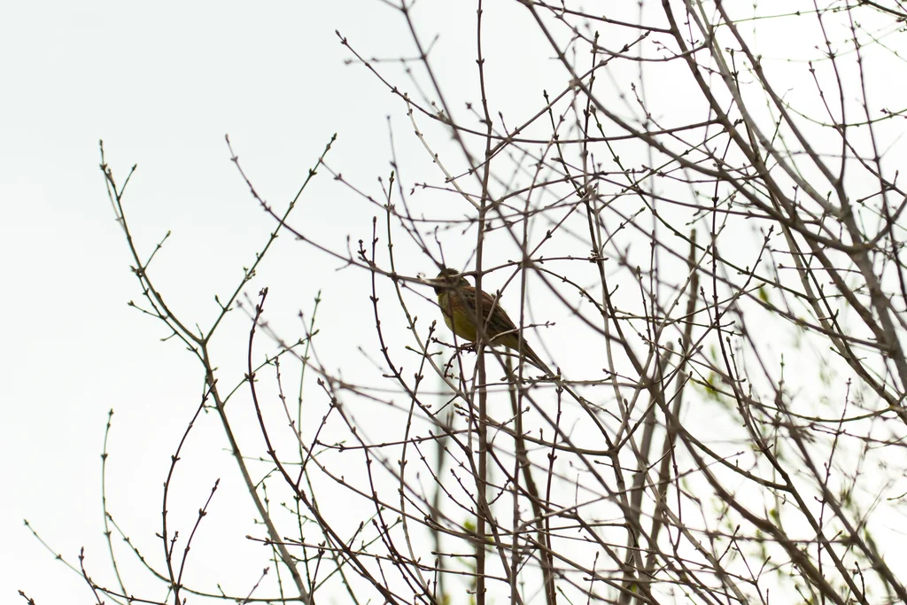 黄道眉鹀（Emberiza cirlus）