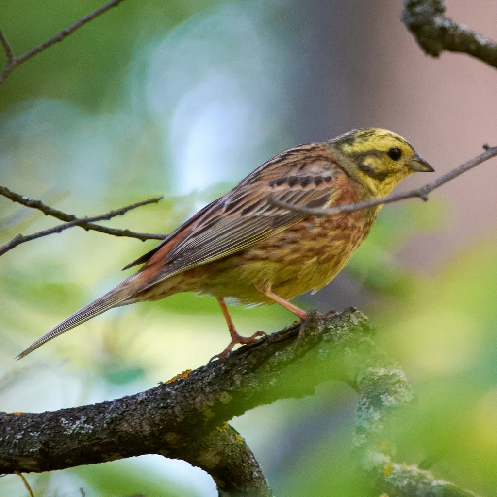 黄鹀(Emberiza citrinella)